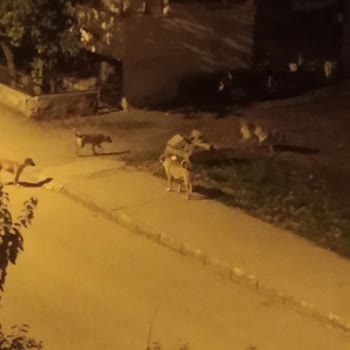 Gece Saatlerinde Saldırgan Sokak Köpekleri Ve Belediyenin Yetersiz Müdahalesi