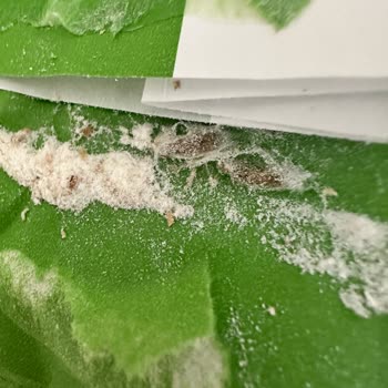 Söke Un Son Kullanma Tarihi Geçmemiş Unun Kurtlanması Ve İade Talebi