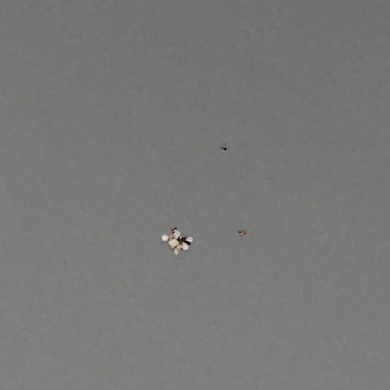 Sıfır Araçta Boya Sorunu Ve 3 Aydır Çözülmeyen Mağduriyet