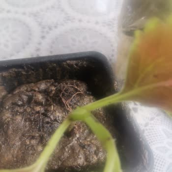 Yanıltıcı Ürün Görseli Ve Eksik Teslimat Mağduriyeti