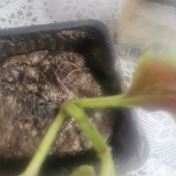 Yanıltıcı Ürün Görseli Ve Eksik Teslimat Mağduriyeti