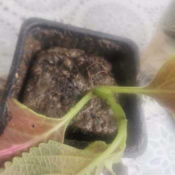 Yanıltıcı Ürün Görseli Ve Eksik Teslimat Mağduriyeti