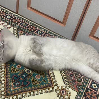 Bunny Veteriner Kliniği (İzmir) Mağduriyeti