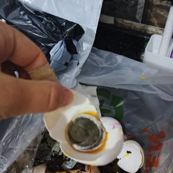 Bozuk Yumurta Satışı Ve İade Talebime Dönüş Yapılmıyor