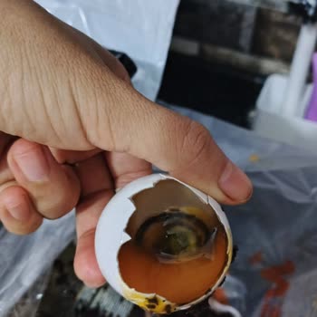 Bozuk Yumurta Satışı Ve İade Talebime Dönüş Yapılmıyor