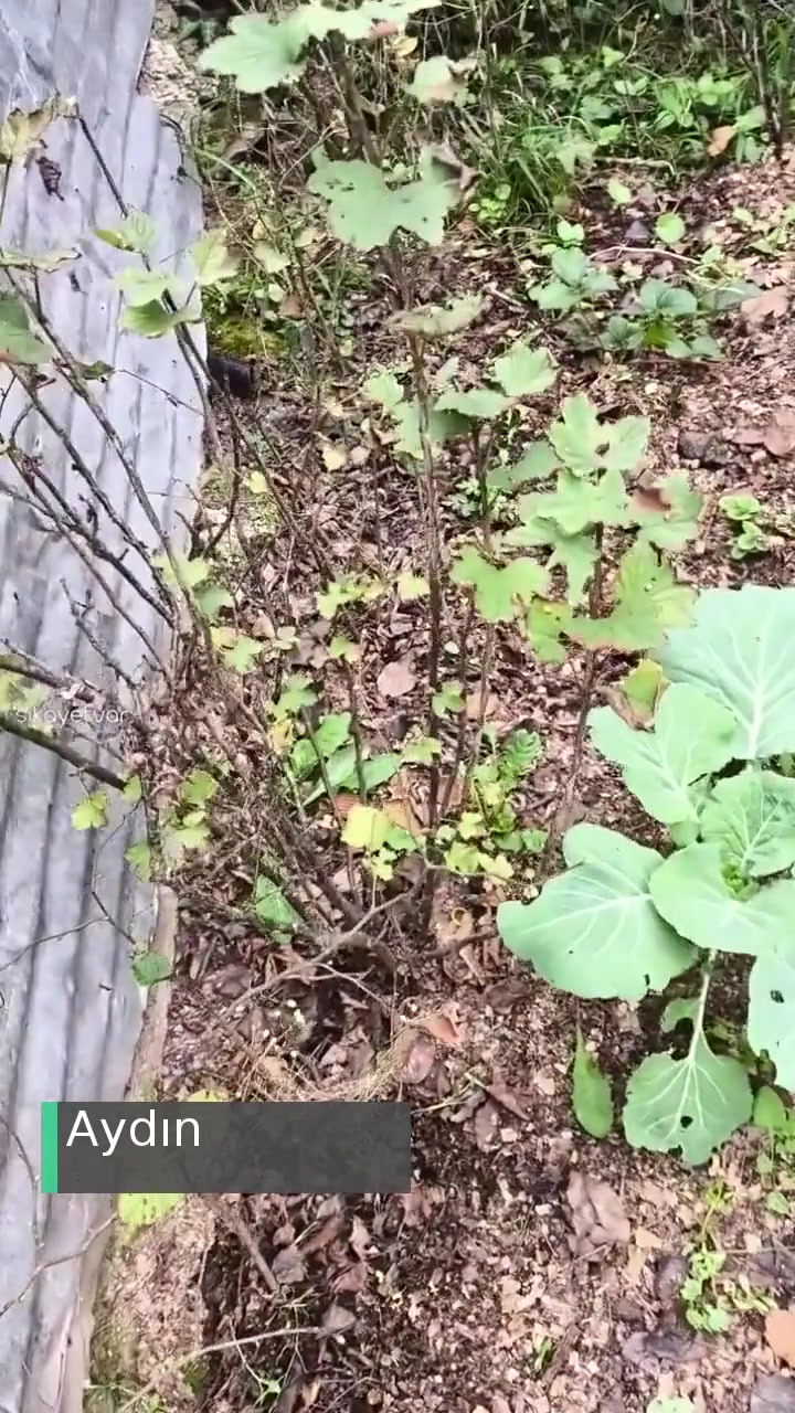 DHL Ecommerce Türkiye Kargo Sorunu videonun kapak resmi