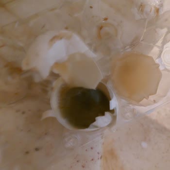 Yemeksepeti Market Bozuk Yumurta Teslimatı Ve İade Sorunu!