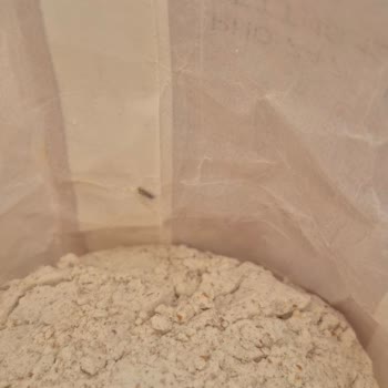 Sinangil Tam Buğday Ununda Paket İçinde Böcek Çıkması Ve Ürün Güvenliği Endişesi!