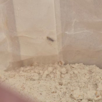 Sinangil Tam Buğday Ununda Paket İçinde Böcek Çıkması Ve Ürün Güvenliği Endişesi!