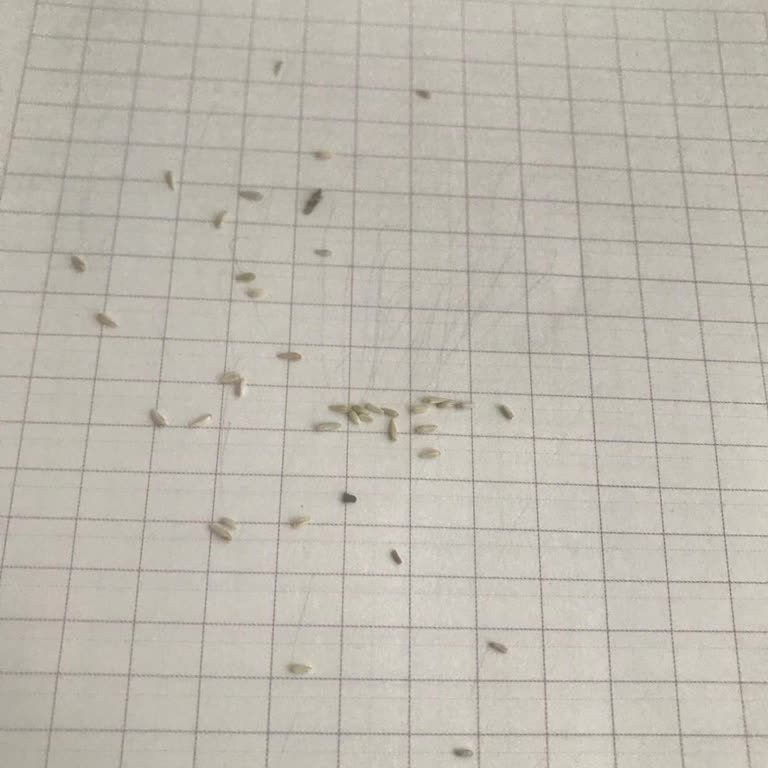 Anamur Naturel Siparişimde Eksik Tohum Gönderimi Ve Çözüm Bulunamaması