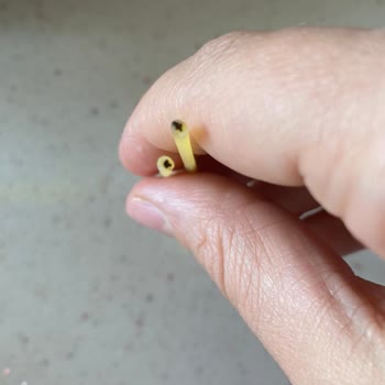 Makarnada Çıkan Yabancı Madde Hijyen Ve Sağlık Konusunda Endişe Yarattı