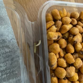 Satın Aldığım Paketli Mısırın İçinden Kurt Çıktı