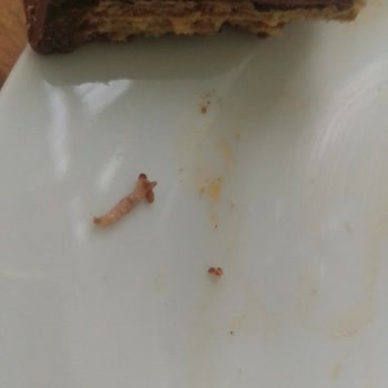 Ülker Dido XL Çikolatadan Kurt Çıkması Nedeniyle Sağlık Endişesi