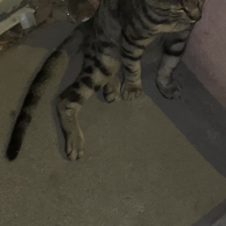 Sakat Kediye Yeterli İlgi Gösterilmedi, Bilgilendirme Yapılmadı