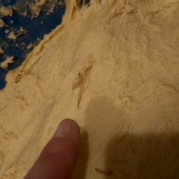 Kurtlu Un Nedeniyle Boşa Giden Malzemeler İçin Yetersiz Çözüm