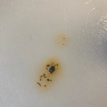 Knorr Ezogelin Çorbasında Böcek Şoku: Hijyen Ve İade Talebi