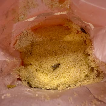 Filiz Makarna Aldığım İrmik Paketinden Böcek Ve Kurt Çıkması Gıda Güvenliğini Sorgulatıyor