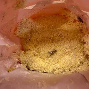 Filiz Makarna Aldığım İrmik Paketinden Böcek Ve Kurt Çıkması Gıda Güvenliğini Sorgulatıyor