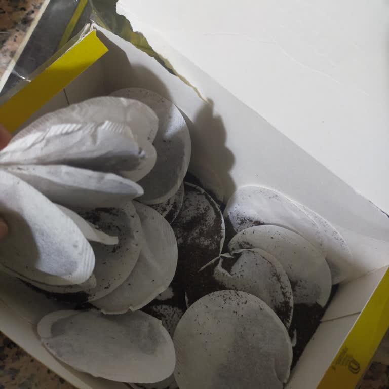 Aldığım Lipton Demlik Poşet Çayların Hepsi Yırtık Çıktı, Para İadesi İstiyorum