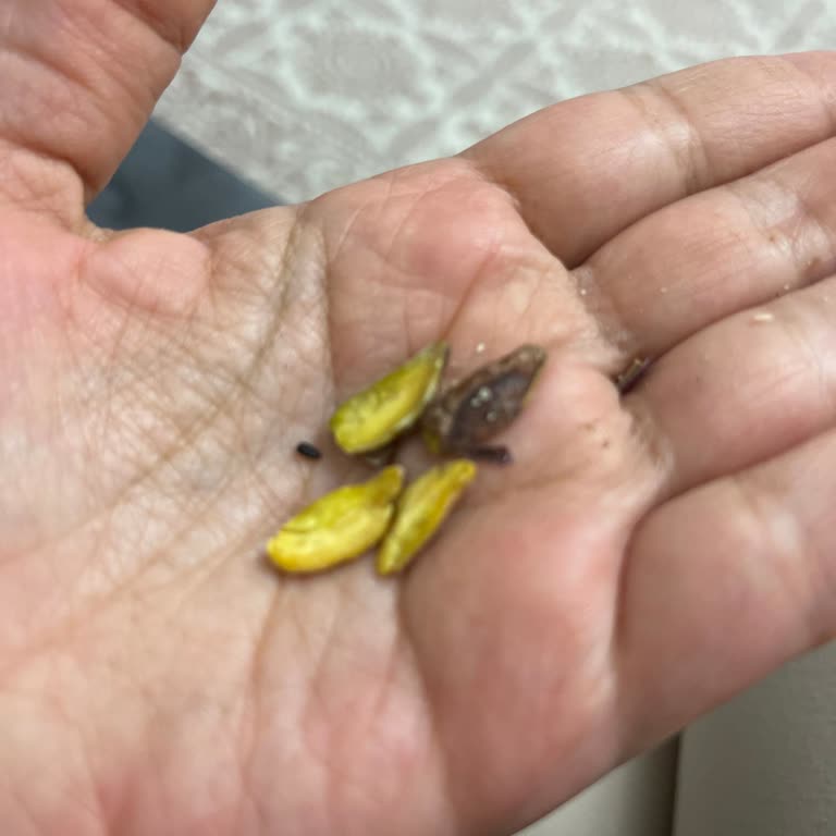 Metro Chef Kuruyemişte Kurtlu Ve Çürük Fıstık Mağduriyeti