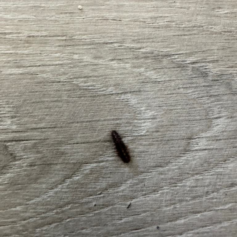 Halı Yıkama Sonrası Böceklenme Ve İlgisiz Hizmet