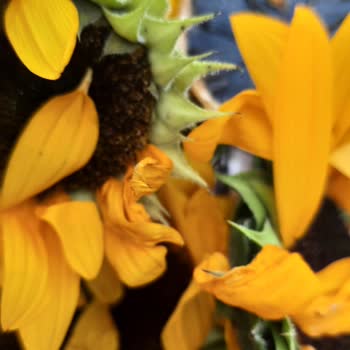 Küflenmiş Ve Bayat Çiçek Teslimatı Nedeniyle Yaşanan Hayal Kırıklığı