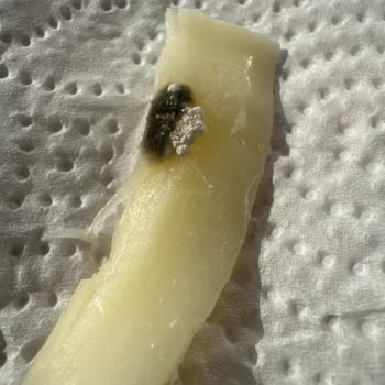 Son Kullanma Tarihi Geçmemiş Peynirde Küf Oluşumu Ve Sağlık Riski