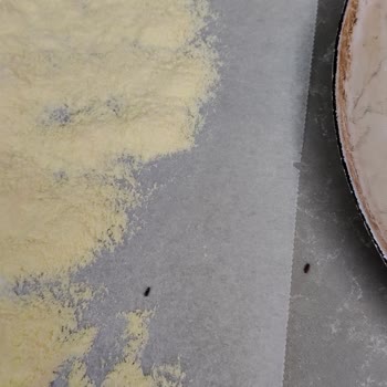 Aldığım Unun İçinden Böcek Çıktı Hijyen Ve Sağlık Endişesi Yaşadım