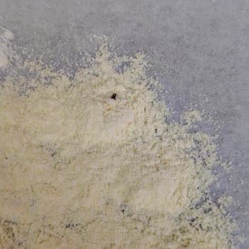 Aldığım Unun İçinden Böcek Çıktı Hijyen Ve Sağlık Endişesi Yaşadım