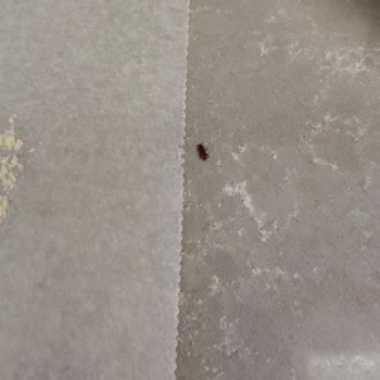 Aldığım Unun İçinden Böcek Çıktı Hijyen Ve Sağlık Endişesi Yaşadım