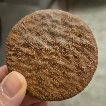 Aldığım Çikolatada Küf Benzeri Madde Ve Kabarcıklarla Karşılaştım