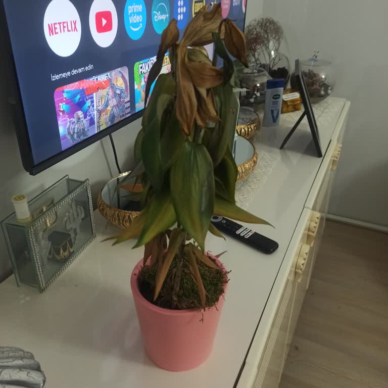 Çiçek Sepeti Siparişim Soluk Ve Çürük Geldi Müşteri Hizmetleri Çözüm Sunmadı