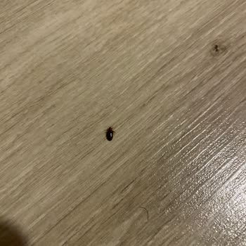 Otel Odasında Tahta Kurusu Isırığı Ve Yetersiz Yönetim İlgisi