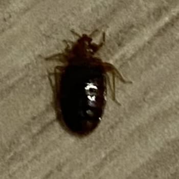 Otel Odasında Tahta Kurusu Isırığı Ve Yetersiz Yönetim İlgisi