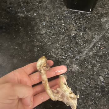 Satın Aldığım Tavukta Hijyen Sorunu Ve Sağlık Riski