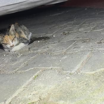 Acil Müdahale Beklerken İlgisizlikle Karşılaştım: Yavru Kedi İçin Yardım Alamadım