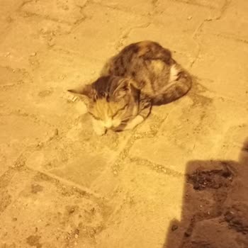 Acil Müdahale Beklerken İlgisizlikle Karşılaştım: Yavru Kedi İçin Yardım Alamadım