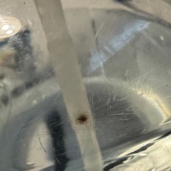 Küflü Damacana Su Ve Hijyen Sorunu: Sağlığım Tehlikeye Girdi