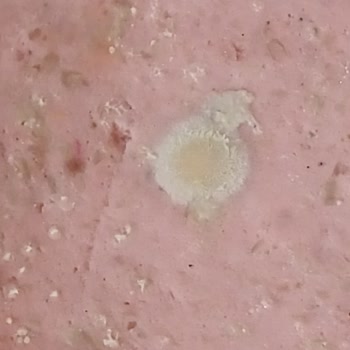 Tarihi Geçmemiş Salamda Küf Ve Kötü Koku İle Karşılaştım