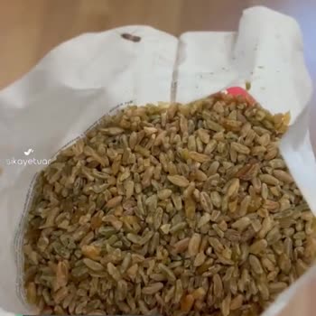 Tat Firik Bulgur İçerisinden Güve Ve Kelebek Çıktı