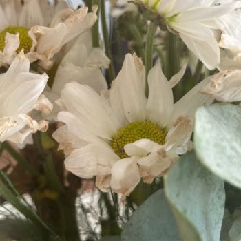 Solmuş Çiçek Teslimatı Sonrası İlgisiz Müşteri Hizmetleriyle Mağduriyet Yaşadım