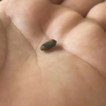 Burgerin İçinden Kurtçuk Çıkması Ve Hijyen Endişesi