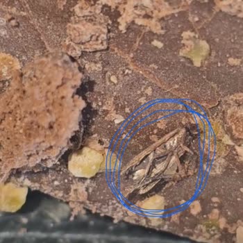 A101 Bonucci Kekte Böcek