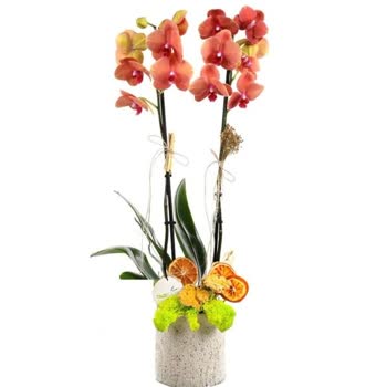 Onay Vermediğim Orkide Renginin Teslim Edilmesi Ve Bilgilendirme Eksikliği