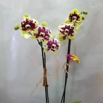 Onay Vermediğim Orkide Renginin Teslim Edilmesi Ve Bilgilendirme Eksikliği