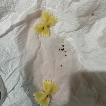 Kapalı Paket Makarna İçinde Canlı Böcek Şikayeti ve Hijyen Sorunu