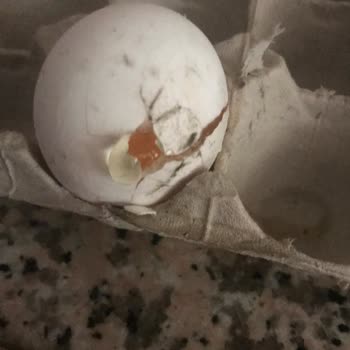 Sanal Marketten Alınan Yumurtalar Kırık Ve Lekeli Çıktı