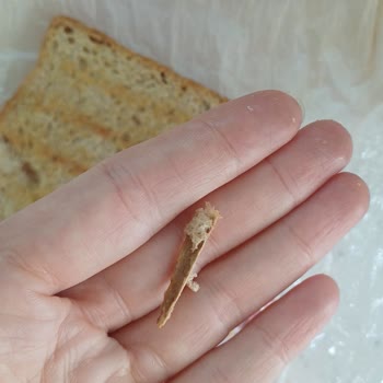 Tam Buğday Ekmeğinden Çıkan Odun Parçası Mağduriyet Yaşattı