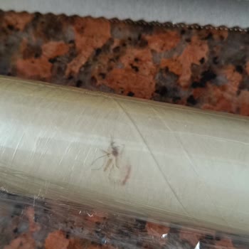 Streç Film İçinden Böcek Çıkması Nedeniyle Hijyen Sorunu