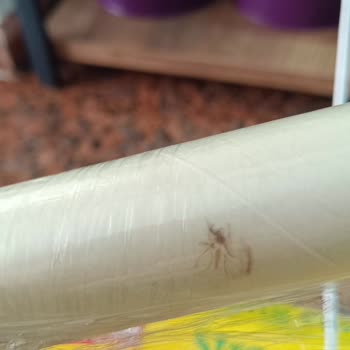 Streç Film İçinden Böcek Çıkması Nedeniyle Hijyen Sorunu